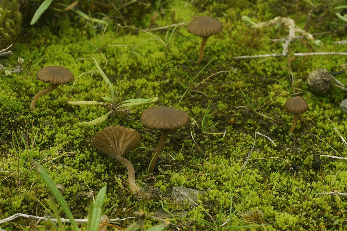 Omphalina velutipes (door Henk Remijn)