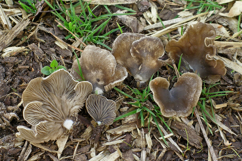 Omphalina acerosa (door Henk Huijser)