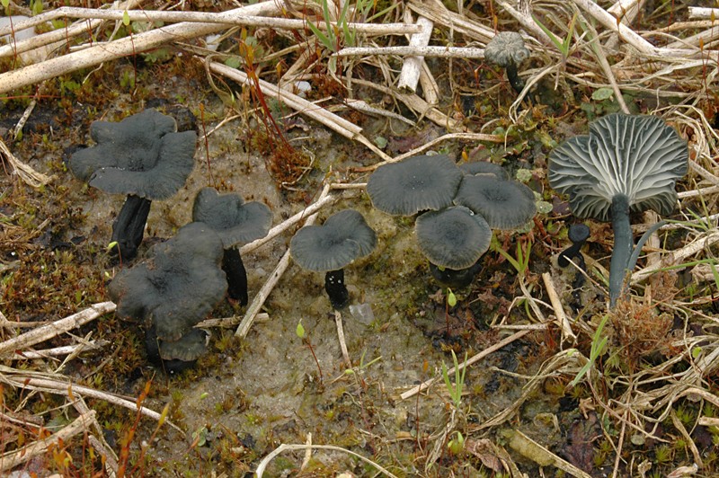 Omphalina chlorocyanea (door Nico Dam)