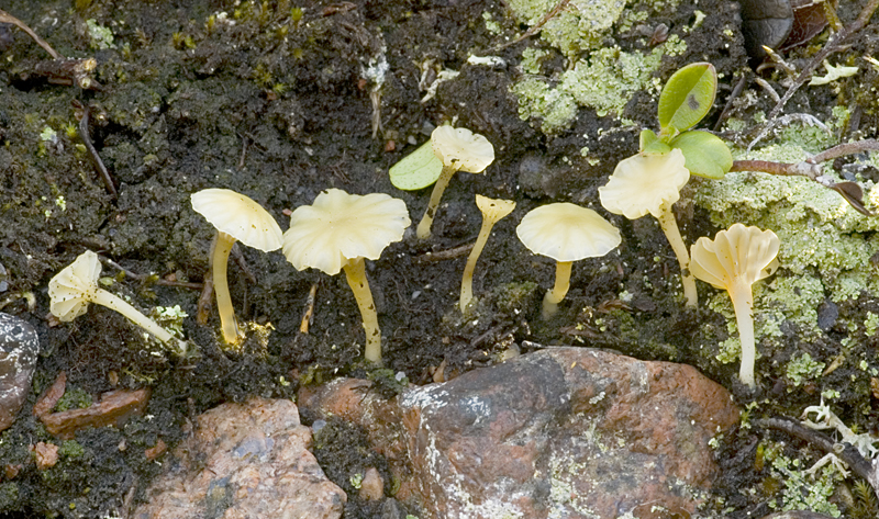 Lichenomphalia umbellifera (door Nico Dam)