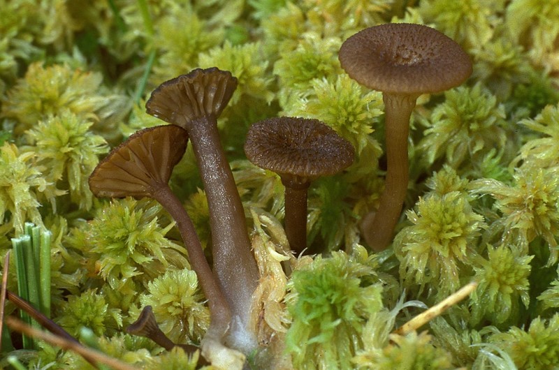 Omphalina gerardiana (door Henk Huijser)