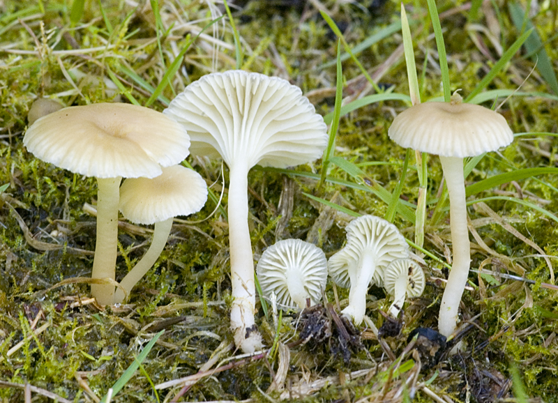 Chrysomphalina grossula (door Nico Dam)