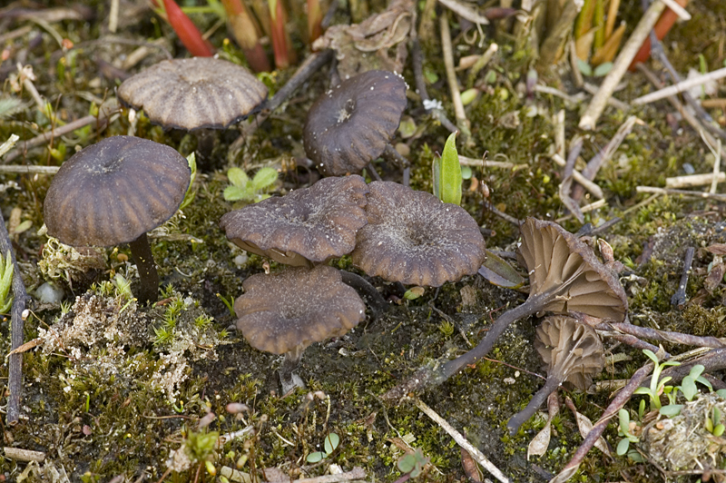 Omphalina obscurata (door Nico Dam)