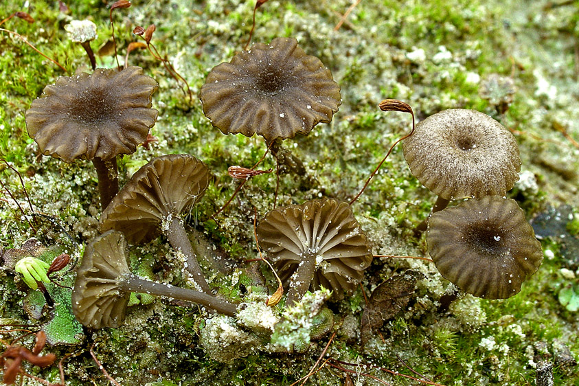 Omphalina obscurata (door Henk Huijser)