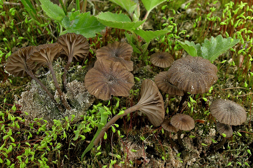 Omphalina obscurata (door Henk Huijser)