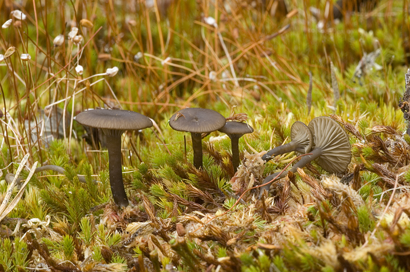 Omphalina onisca (door Nico Dam)