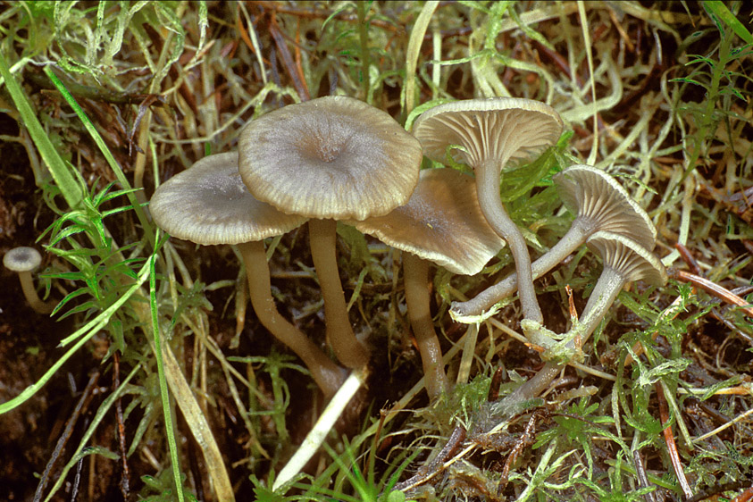 Omphalina philonotis (door Henk Huijser)