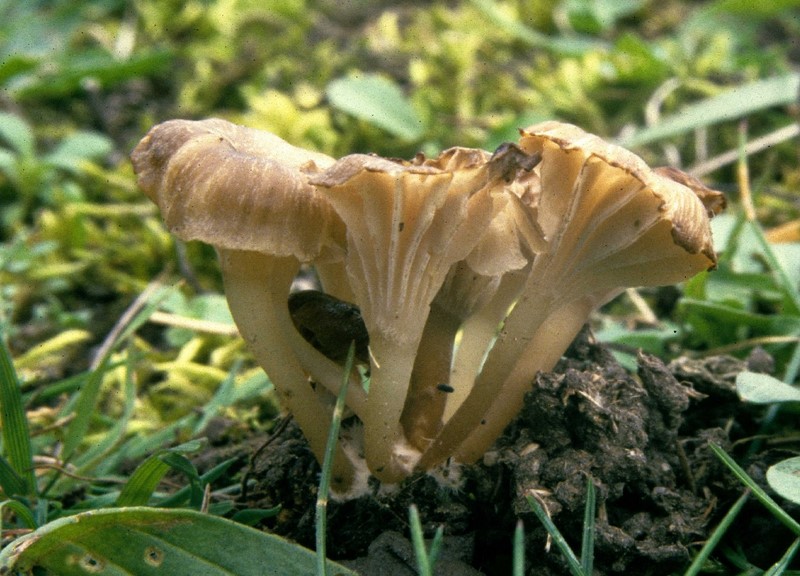 Omphalina praticola (door Peter-Jan Keizer)