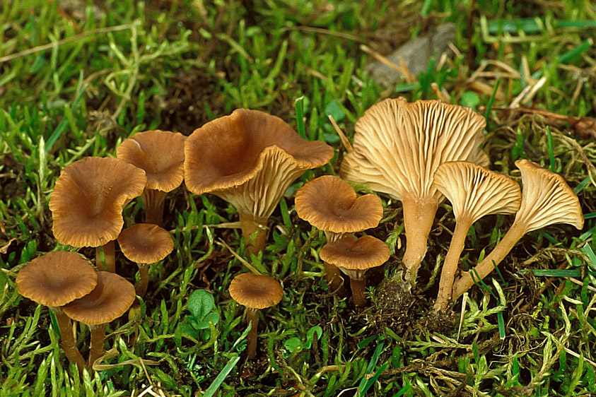 Omphalina pyxidata (door Henk Huijser)