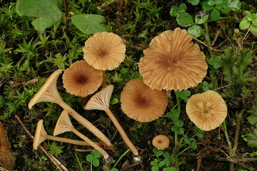 Omphalina pyxidata (door Henk Huijser)