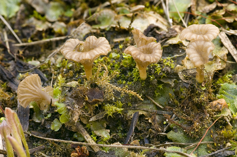 Omphalina rickenii (door Nico Dam)