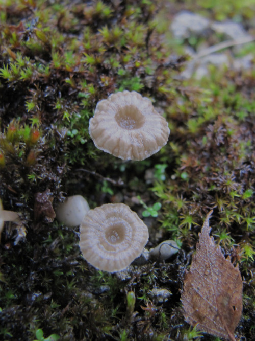 Omphalina rickenii (door Peter Eenshuistra)