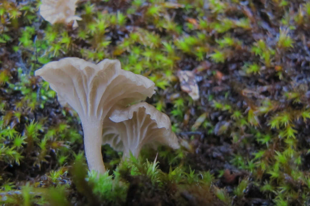 Omphalina rickenii (door Peter Eenshuistra)