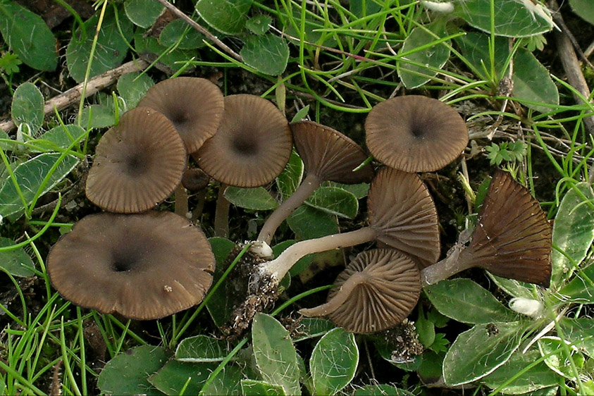 Omphalina velutipes (door Henk Huijser)