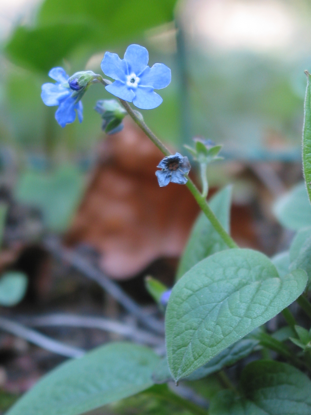 Omphalodes verna (door Gertjan van Mill)