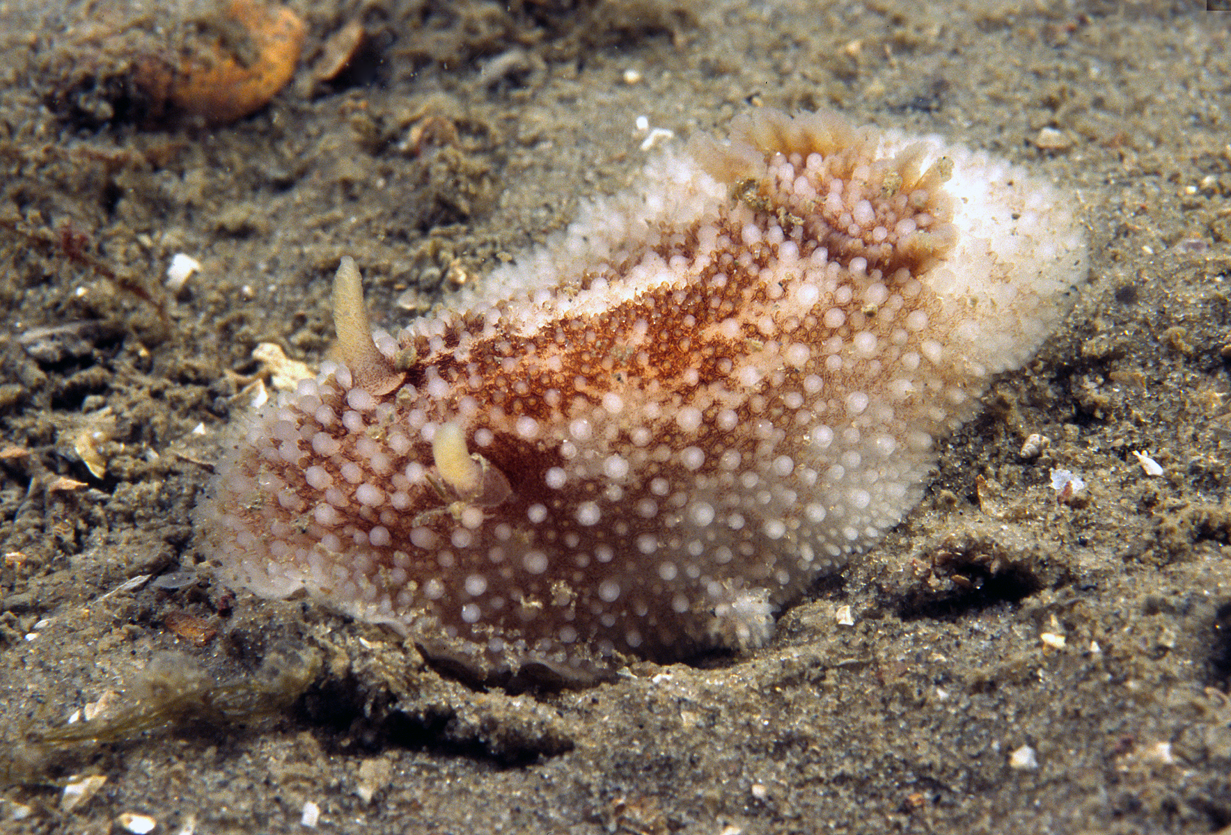 Onchidoris bilamellata (door Marion Haarsma)