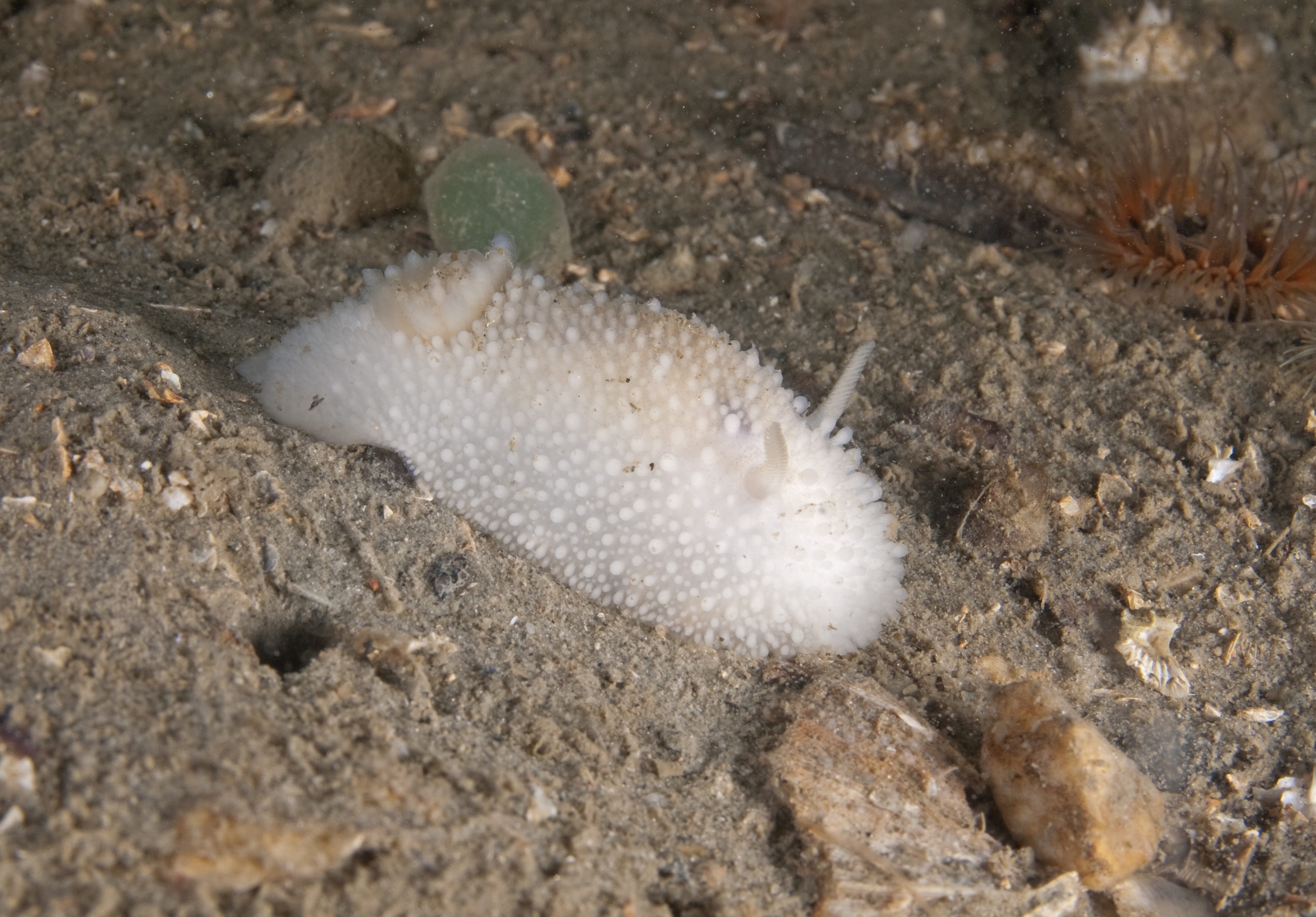 Onchidoris bilamellata (door Marion Haarsma)