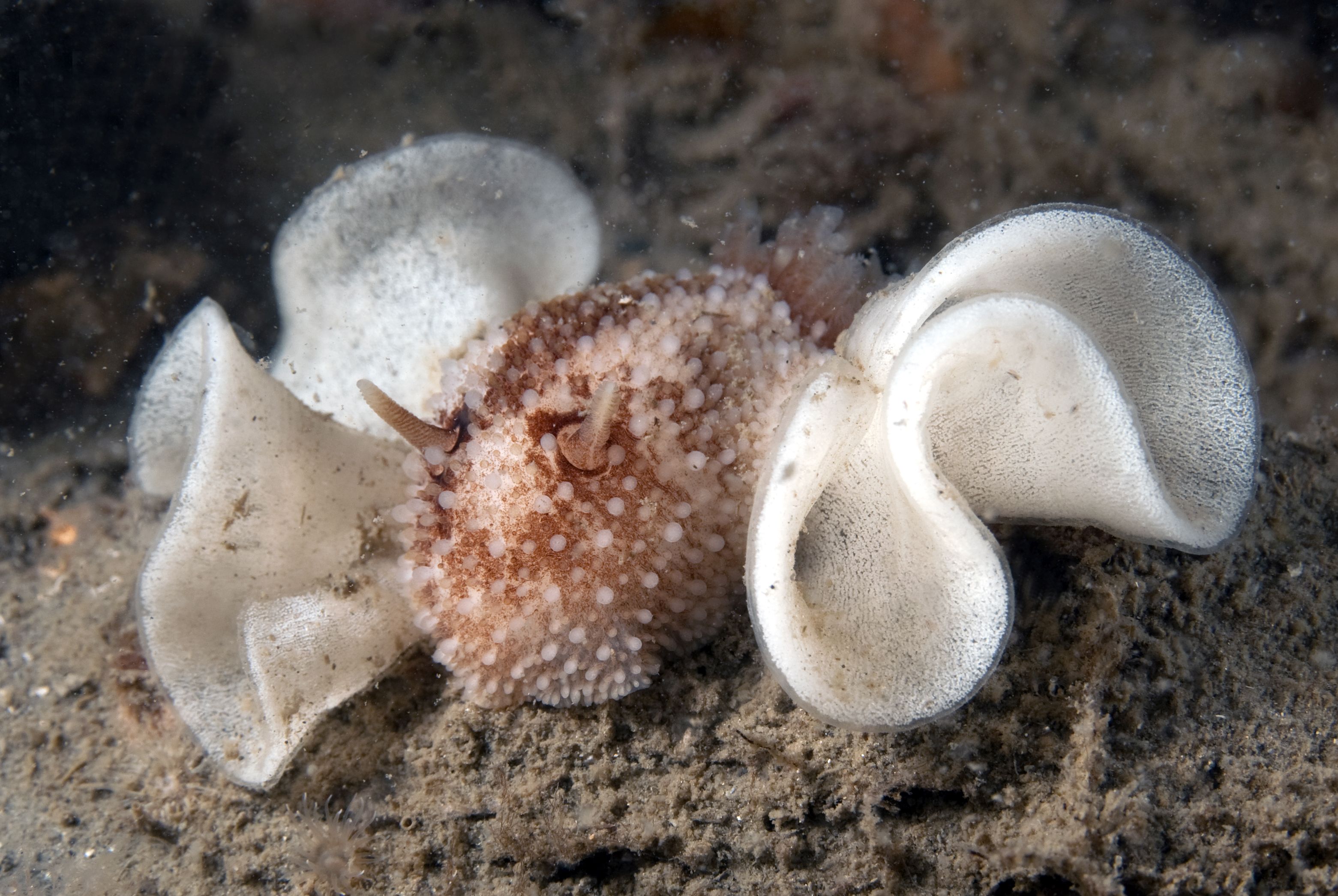 Onchidoris bilamellata (door Marion Haarsma)