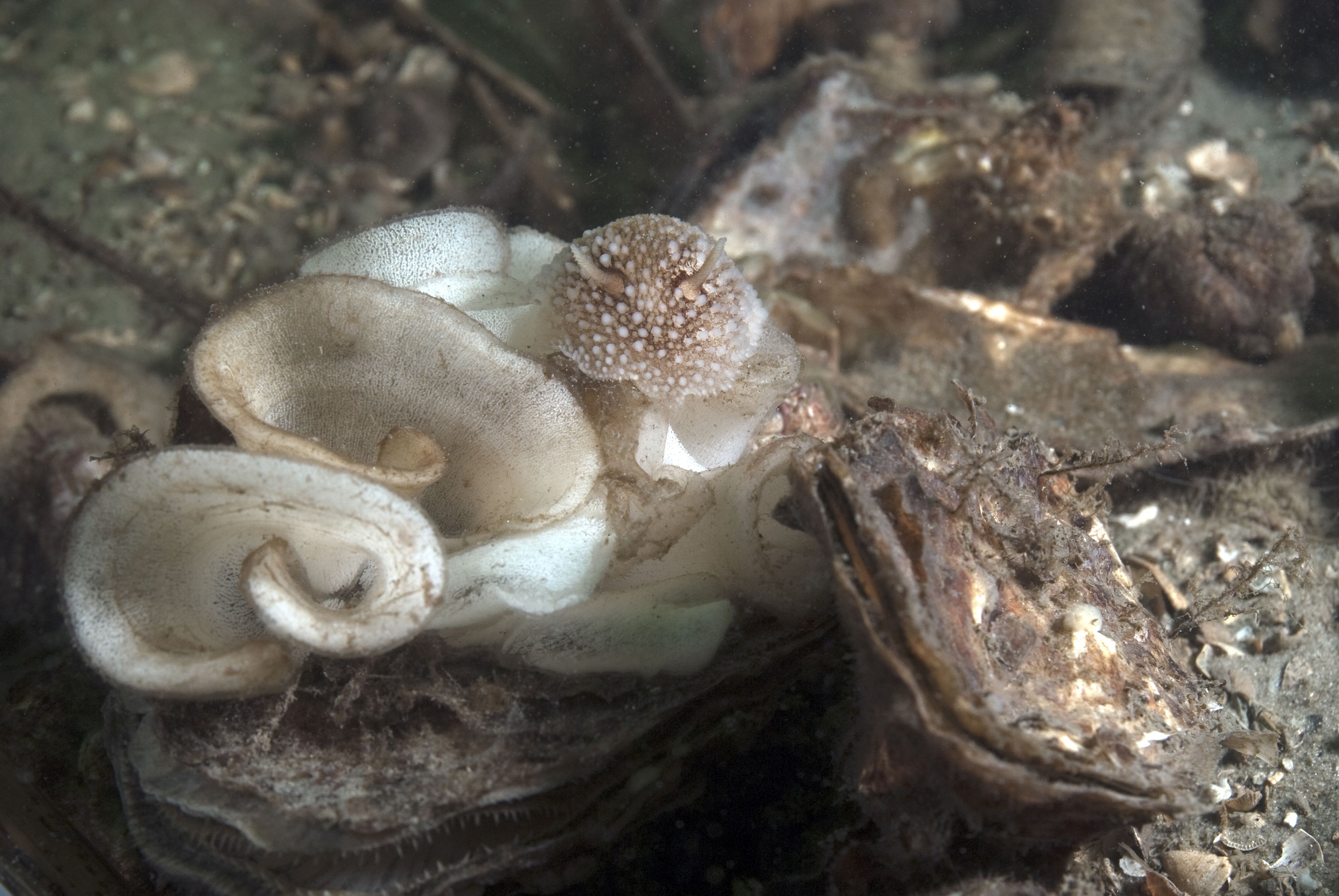 Onchidoris bilamellata (door Marion Haarsma)