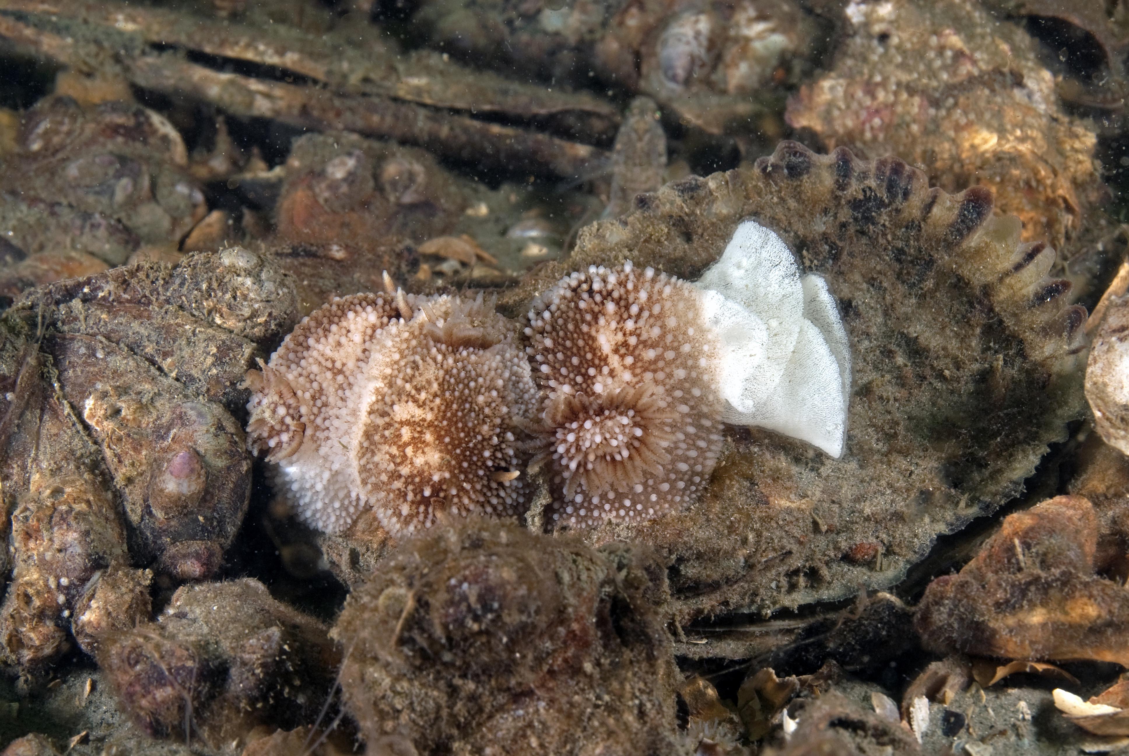 Onchidoris bilamellata (door Marion Haarsma)