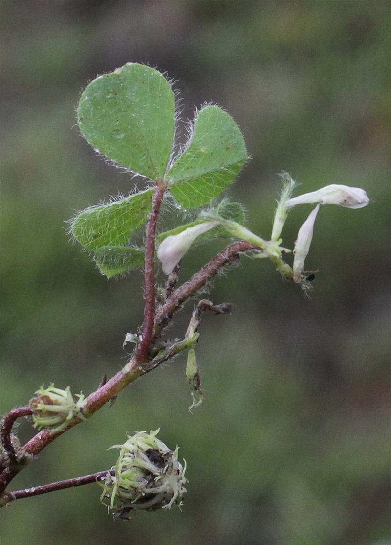 Trifolium subterraneum (door Peter Meininger)