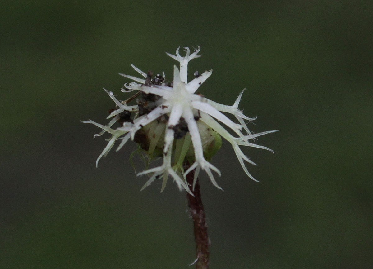 Trifolium subterraneum (door Peter Meininger)