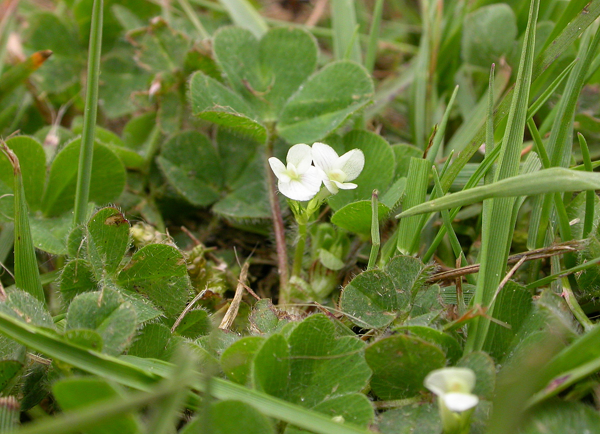 Trifolium subterraneum (door Peter Meininger)