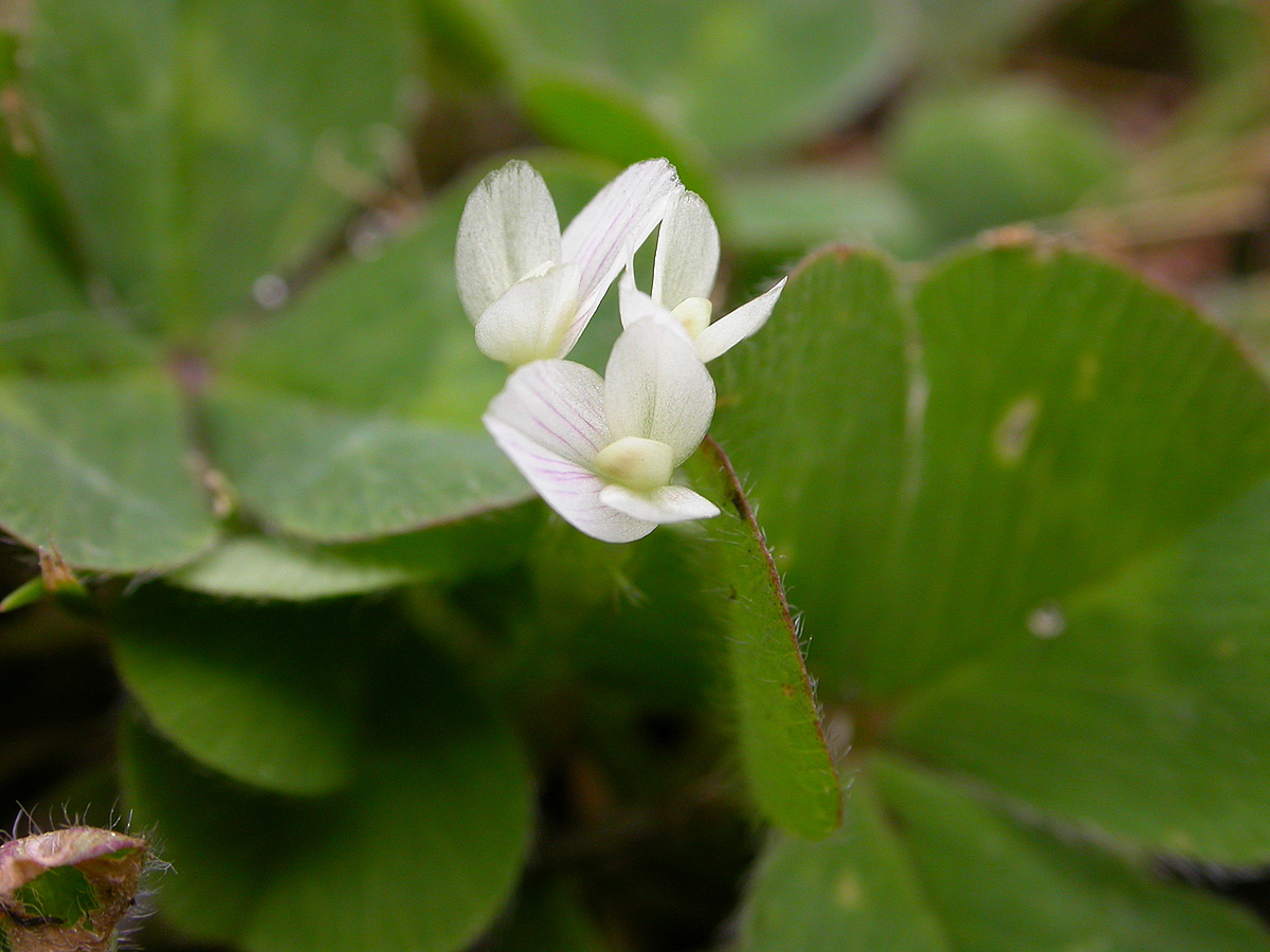 Trifolium subterraneum (door Peter Meininger)