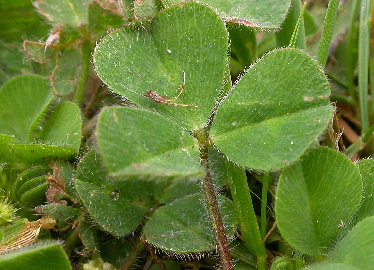 Trifolium subterraneum (door Peter Meininger)