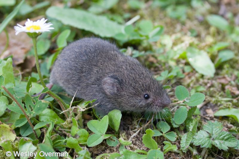 Microtus subterraneus (door Wesley Overman)