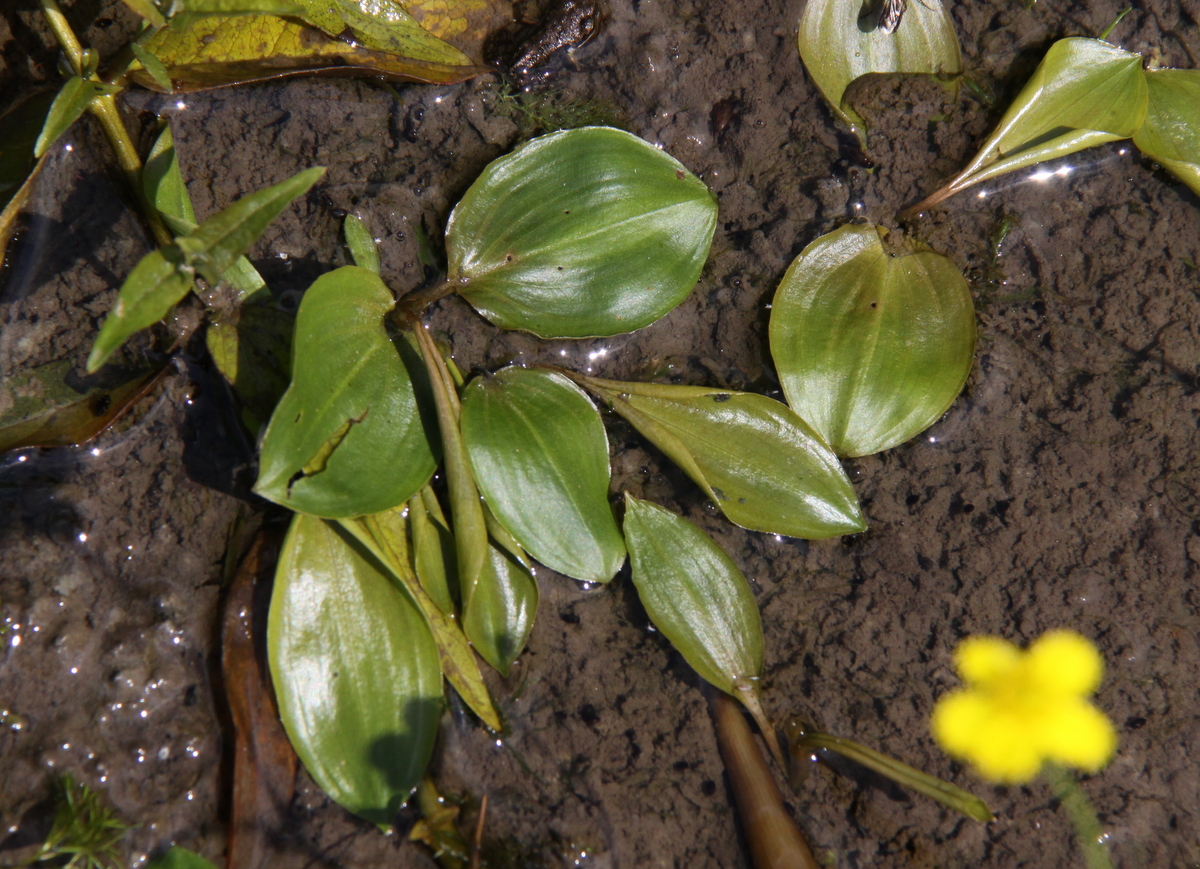 Potamogeton gramineus (door Peter Meininger)