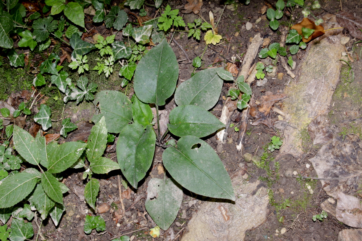 Pulmonaria obscura (door Peter Meininger)