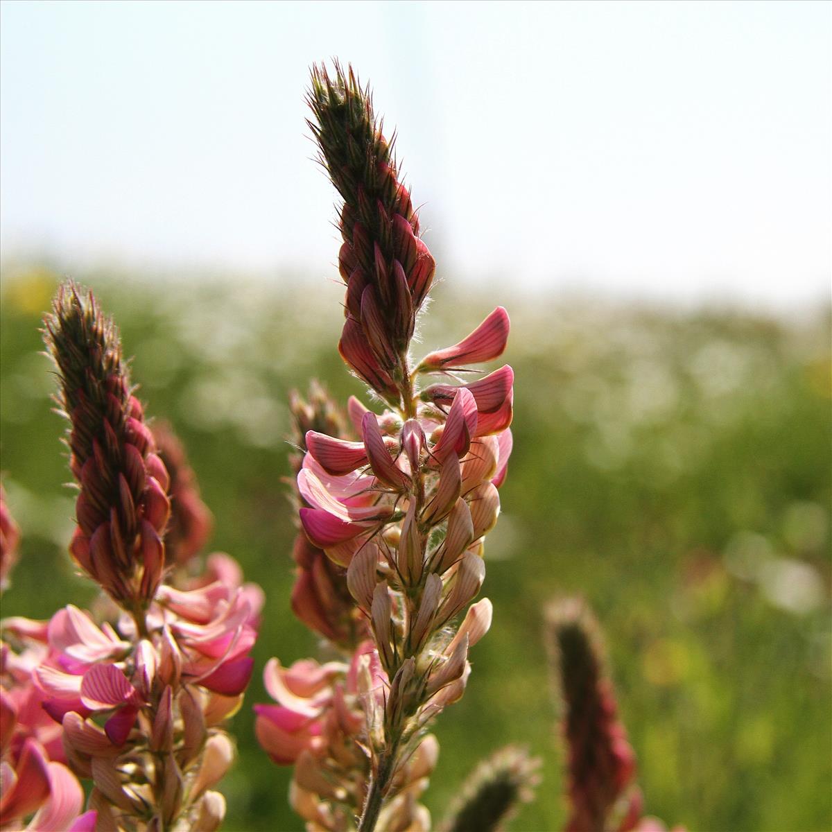 Onobrychis viciifolia (door Stef van Walsum)