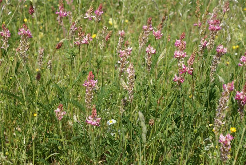 Onobrychis viciifolia (door Adrie van Heerden)