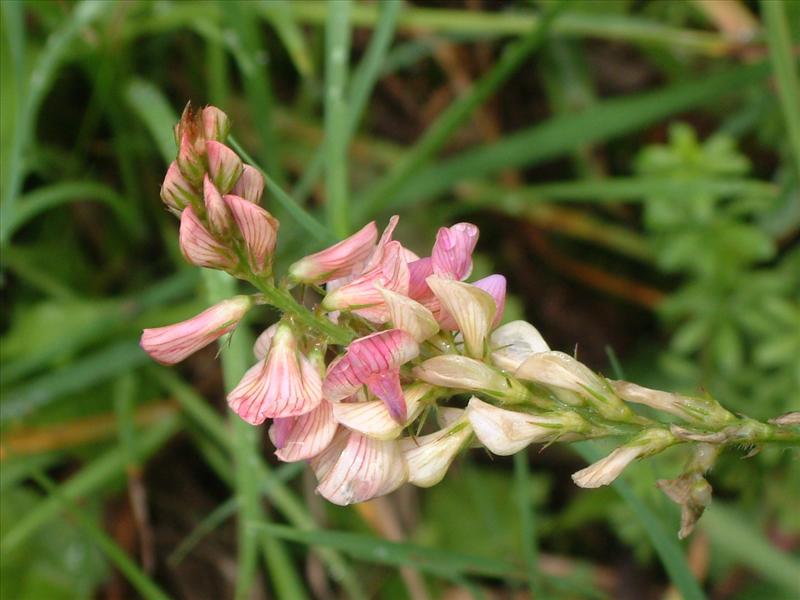 Onobrychis viciifolia (door Adrie van Heerden)