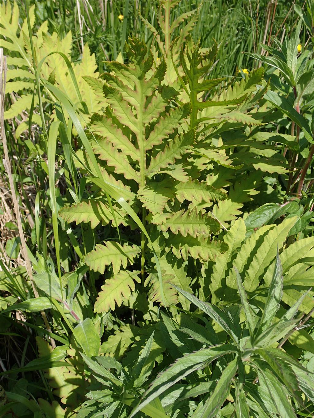 Onoclea sensibilis (door Adrie van Heerden)