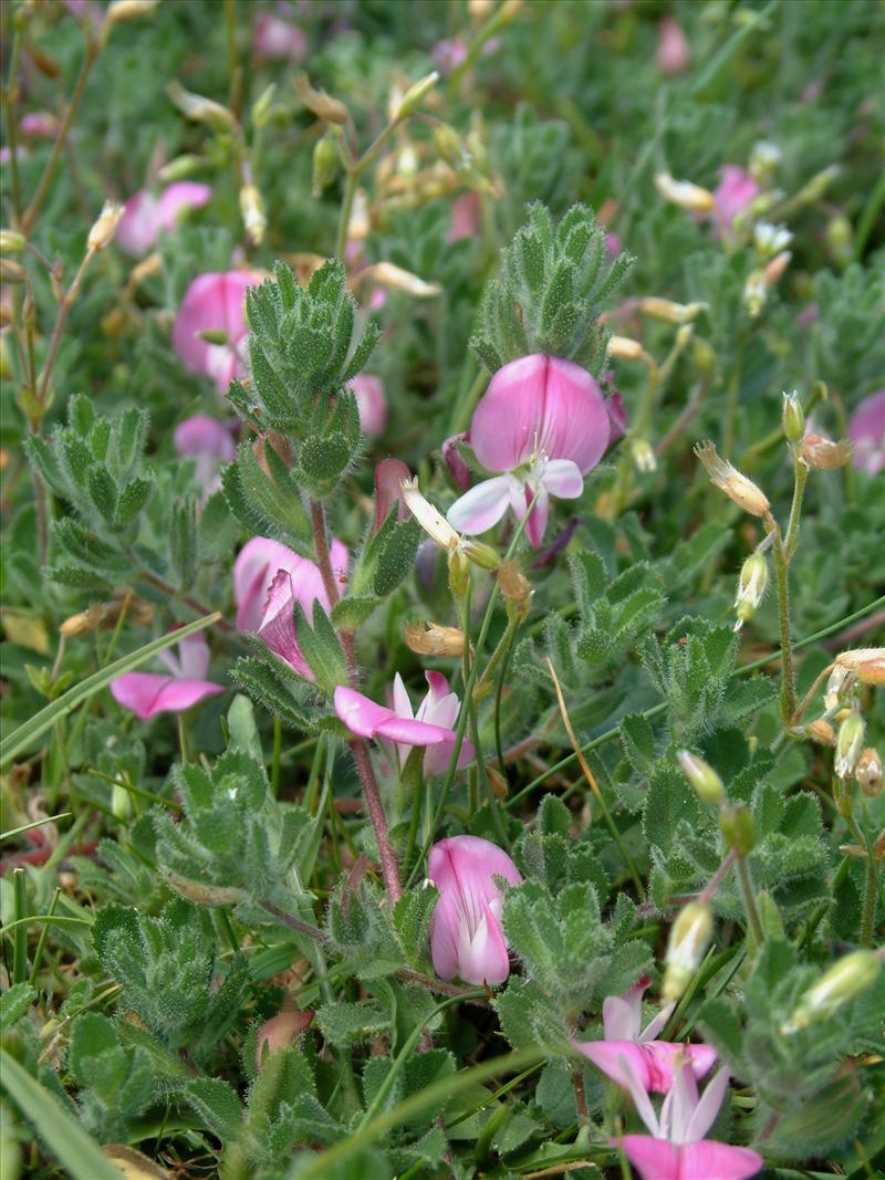 Ononis spinosa subsp. procurrens (door Adrie van Heerden)