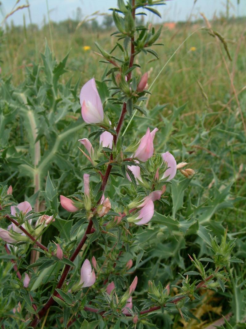 Ononis spinosa subsp. spinosa (door Adrie van Heerden)