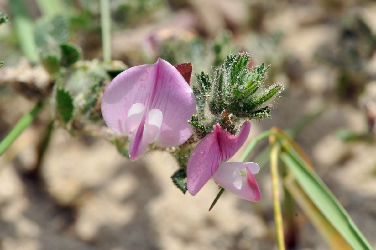 Ononis spinosa subsp. procurrens (door Hans Toetenel)