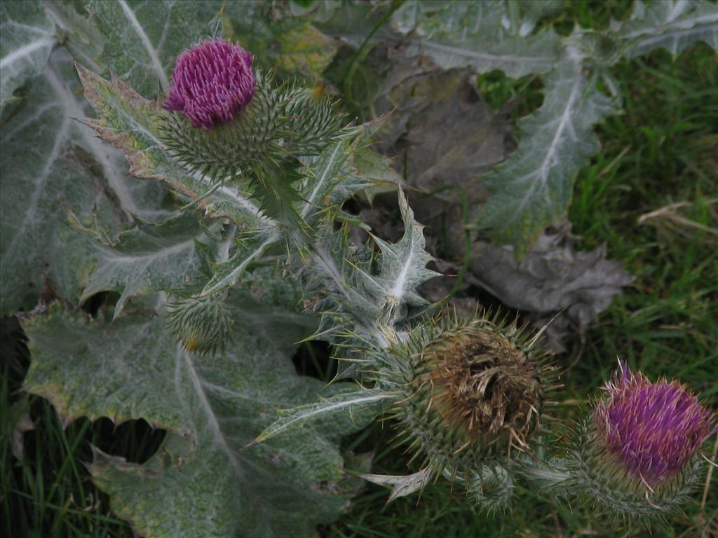 Onopordum acanthium (door Pieter Stolwijk)