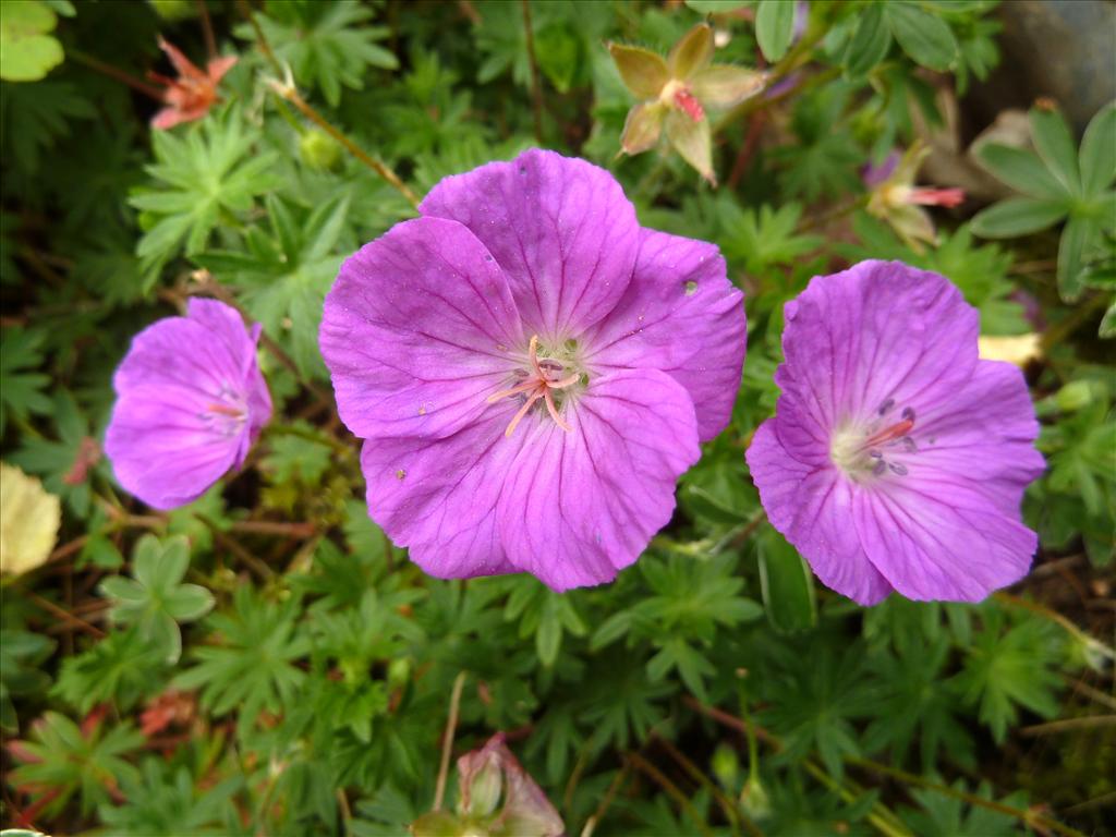 Geranium sanguineum (door Marian Baars)