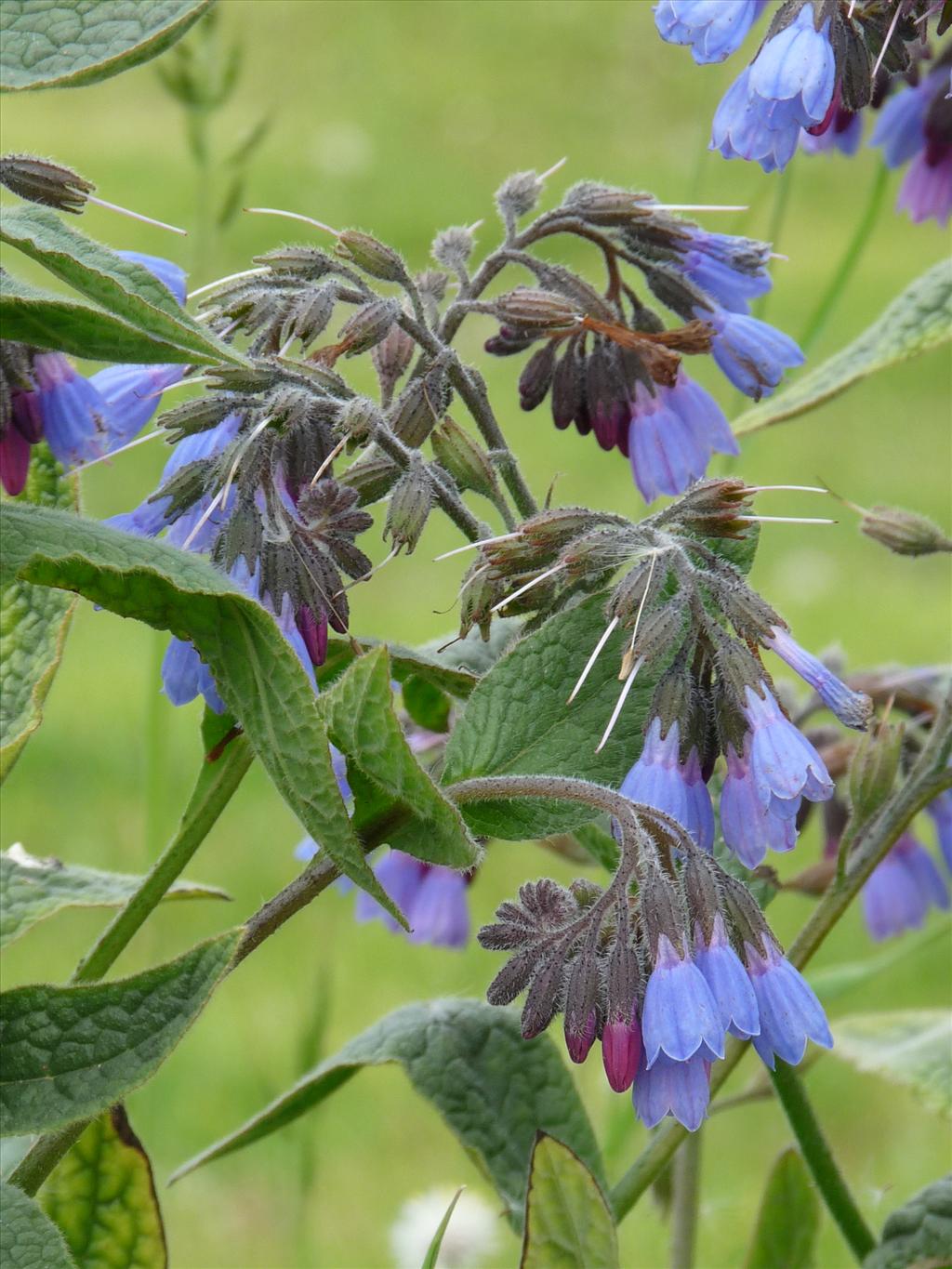 Symphytum caucasicum (door Willemien Troelstra)