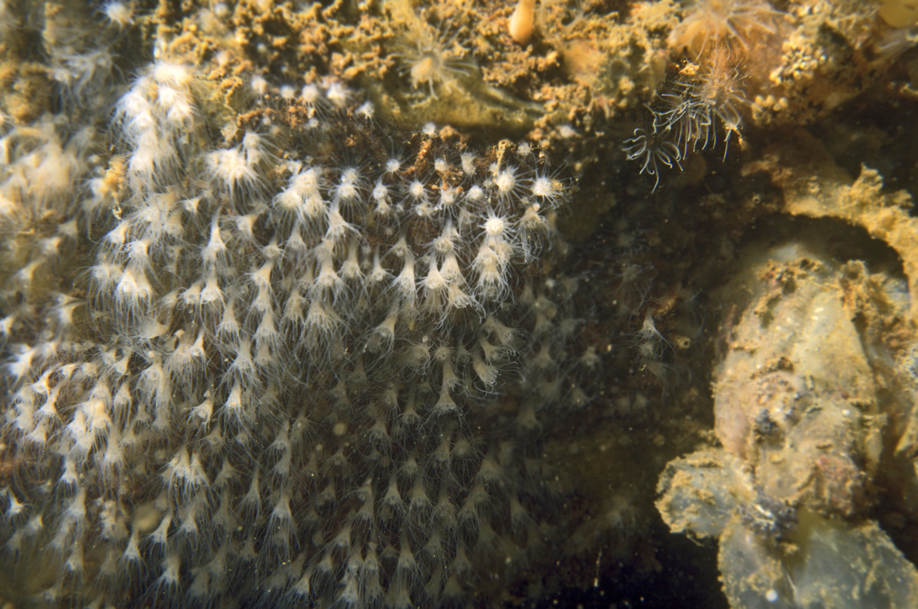 Aurelia aurita (door Maria van Eijsden)