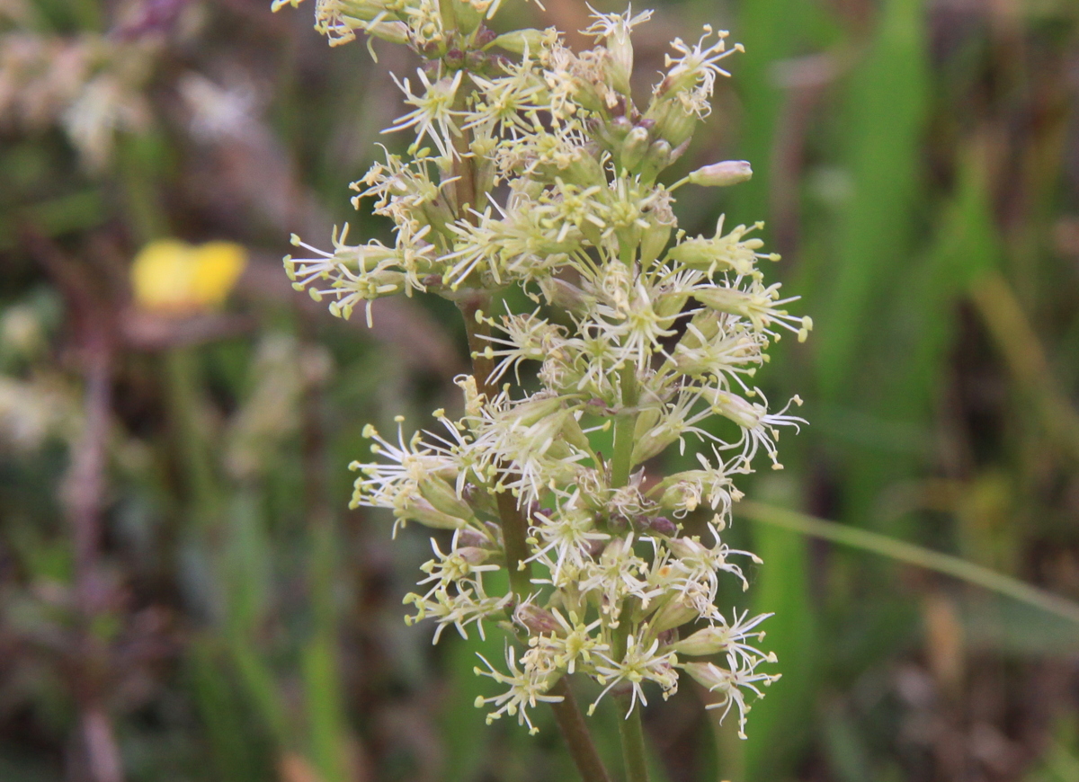 Silene otites (door Peter Meininger)