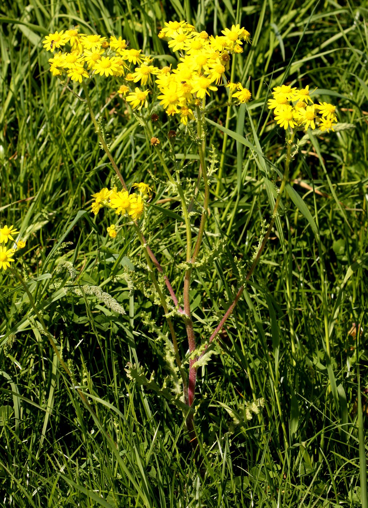 Senecio vernalis (door Peter Meininger)