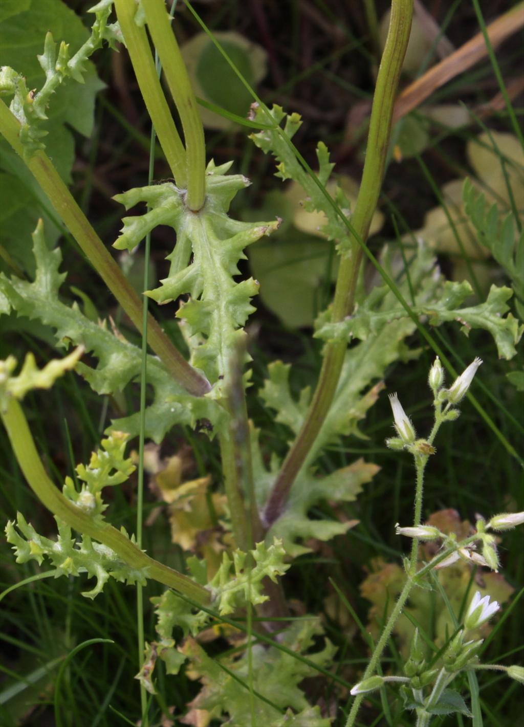 Senecio vernalis (door Peter Meininger)