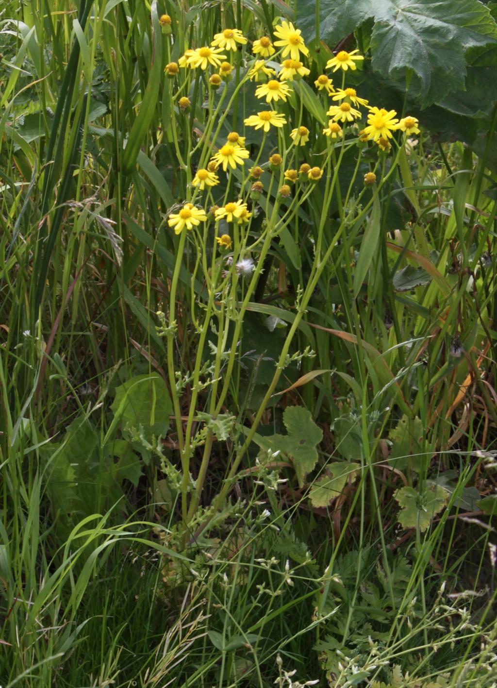 Senecio vernalis (door Peter Meininger)