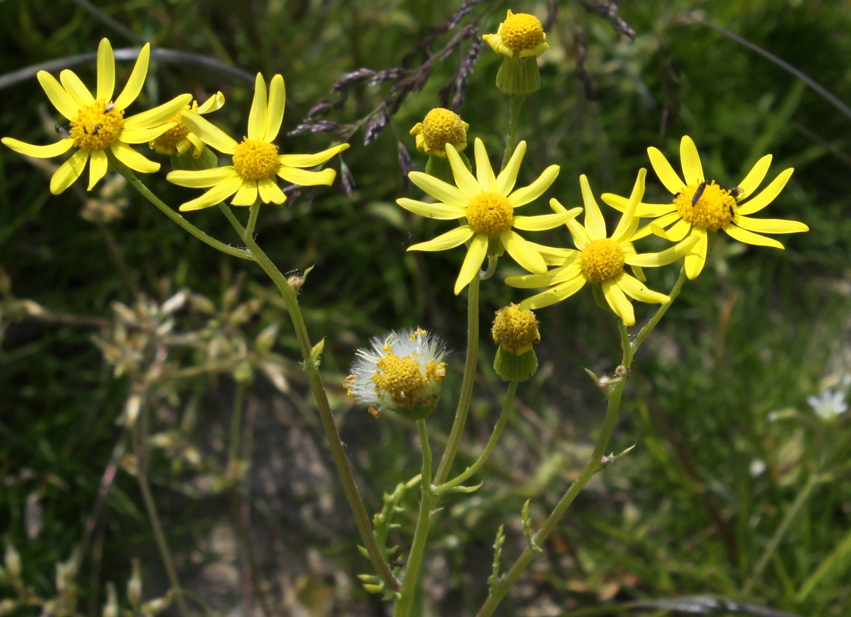 Senecio vernalis (door Peter Meininger)