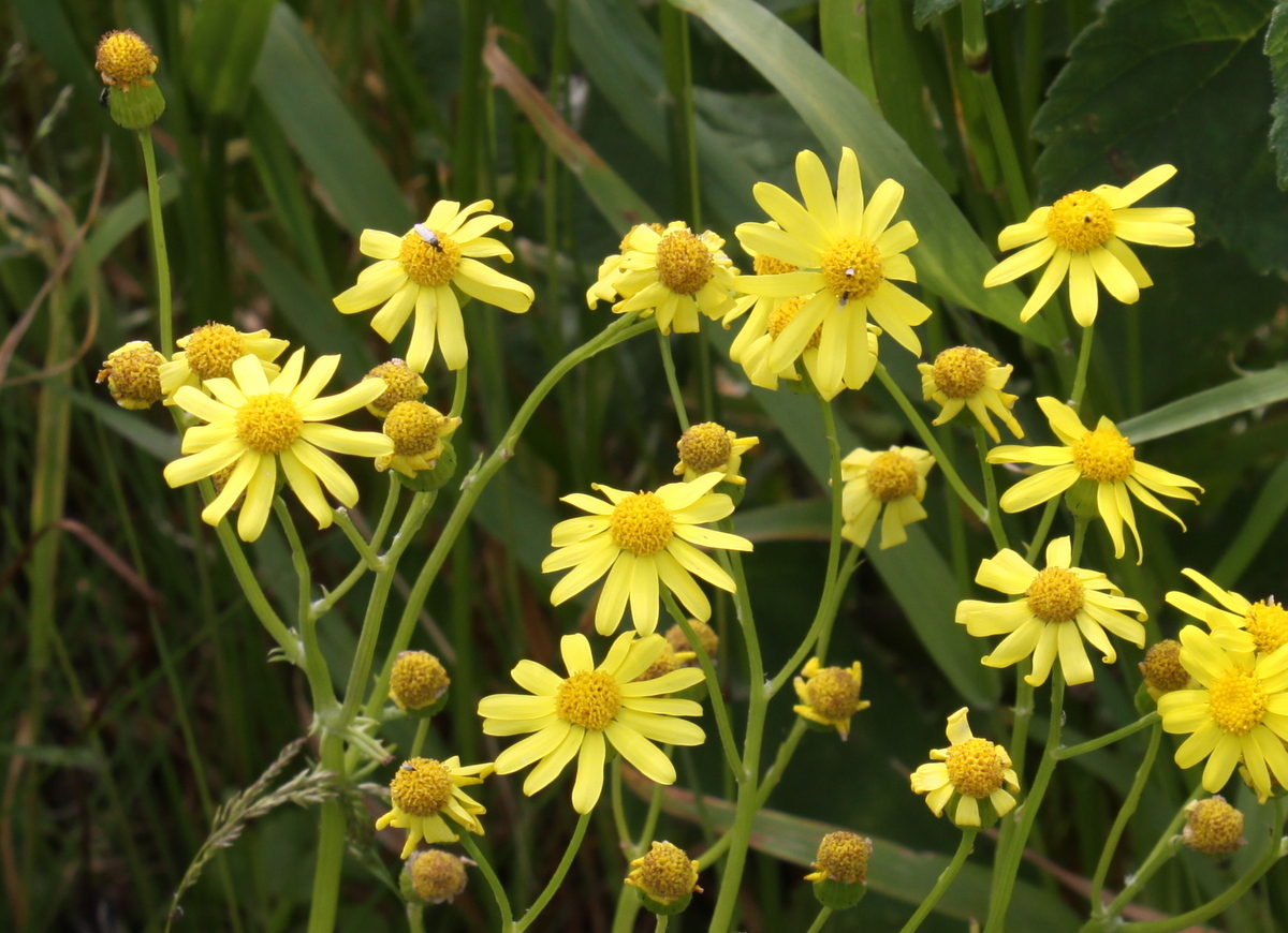 Senecio vernalis (door Peter Meininger)