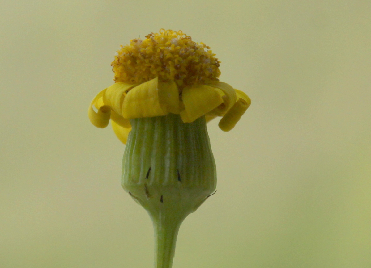 Senecio vernalis (door Peter Meininger)